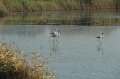 21.10.2012 Saline di Priolo (102)